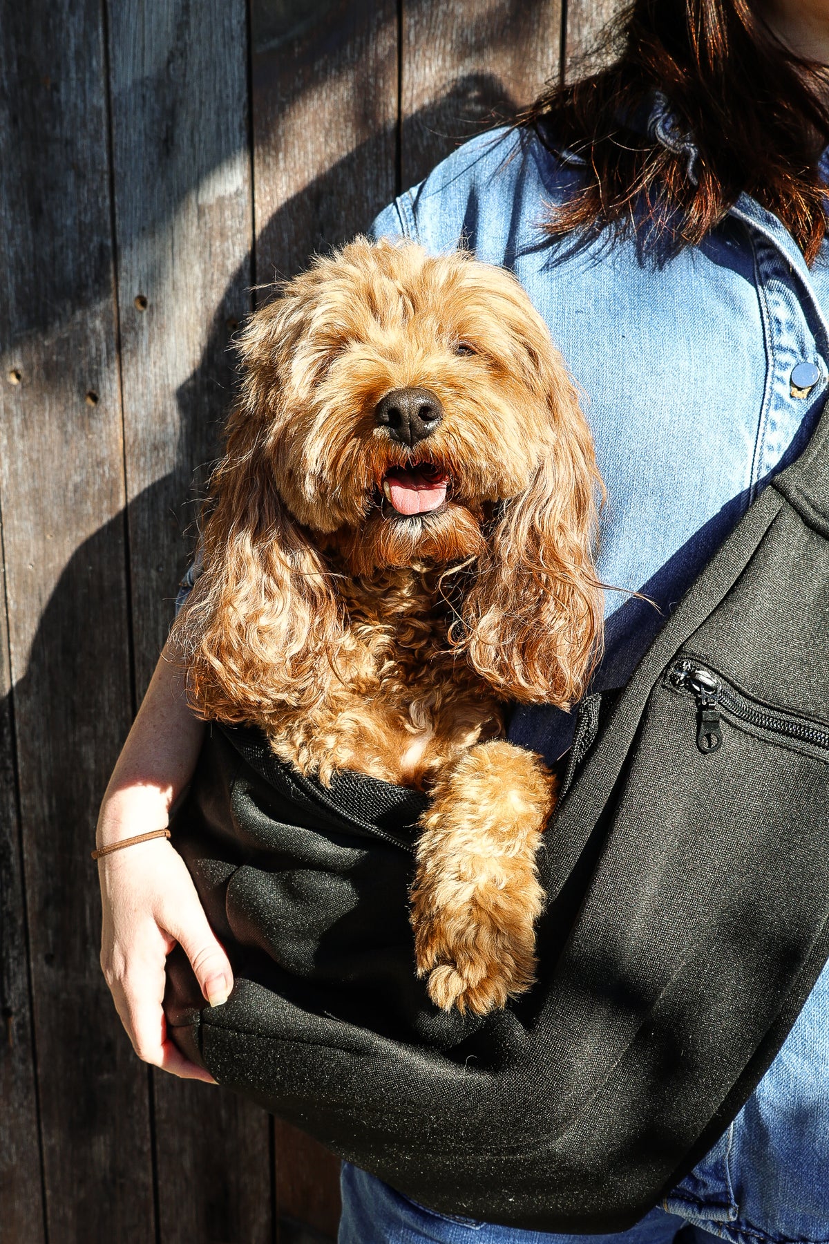 A small curly-coated dog being carried in the black Puppy Adventure Sling