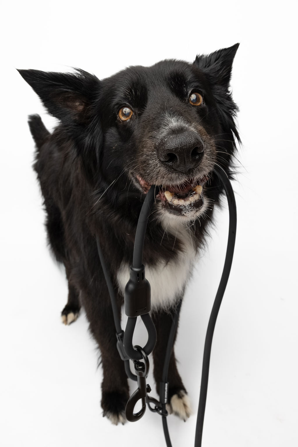 The Double Clip Leash