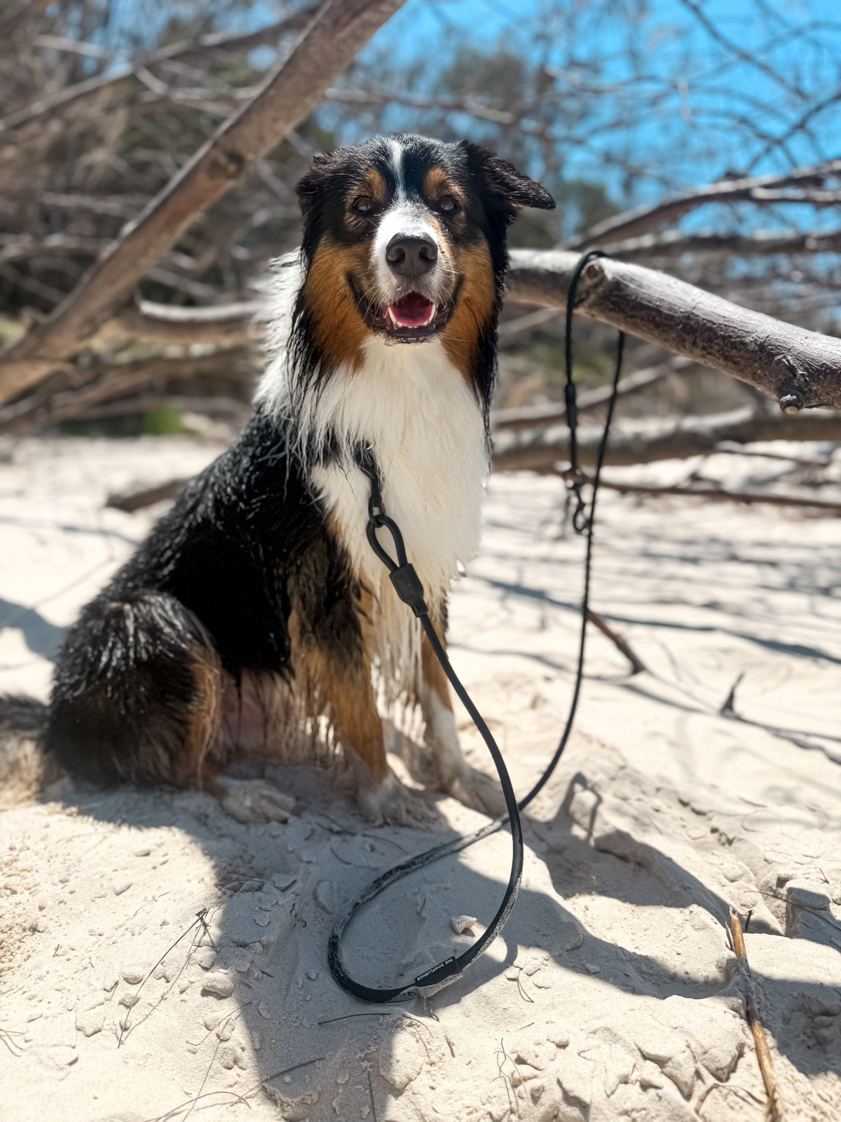 An Australian Shepherd sitting on sand wearing the Double Clip Leash